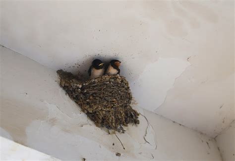 燕子築巢季節